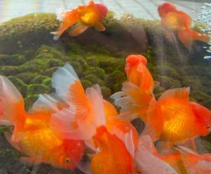 新手必养十大超皮实金鱼_新手养金鱼，这10种皮实好养，特别适合入门！