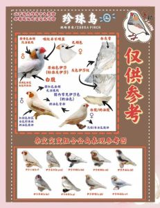 珍珠鸟最好养几只_养珍珠鸟一对，互动快乐又健康