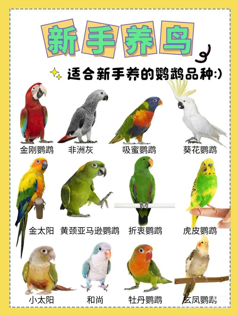 12种最适合学生养的鸟_养鸟好处多，选对鸟儿好，虎皮文鸟玄凤都不错