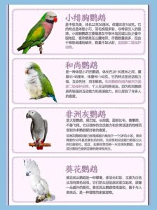 二级保护鹦鹉一览表_红领绿鹦鹉是保护动物，注意别放生外来品种