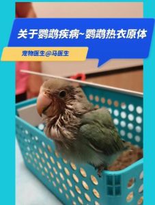如何判断人有无鹦鹉热_接触鸟类后高热咳嗽？