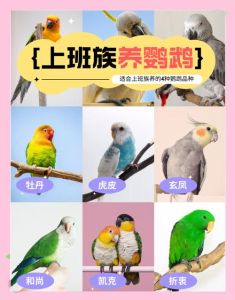 能养的鹦鹉有多少种_虎皮牡丹玄凤各有啥？