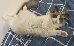 猫咪扒拉袜子当床，主人看傻眼，网友，是找宝藏吧！