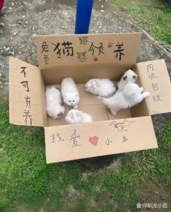 线上领养日，帮流浪动物找家！