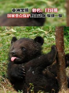 捡到流浪小动物竟是熊，7年真相曝光