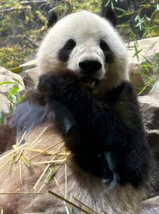 晓晓蕾蕾月底回中国，日本上野动物园将长期无熊猫