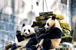 晓晓蕾蕾2026回国 日本无熊猫首现