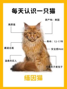 俄女去世猫吃主，动物野性难驯？养宠需小心