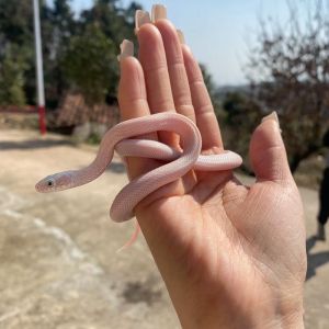 捡了一条小白蛇当宠物,捡到会预测天气的粉色蛇,竟是医生都认不出的东西? 捡了一条小白蛇当宠物,捡到会预测天气的粉色蛇,竟是医生都认不出的东西?