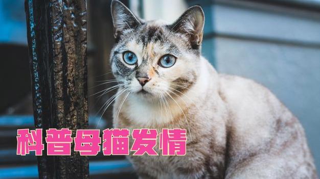 母猫刚生完小猫一个月就发情了,母猫产后又发情?别急,试试这些方法! 母猫刚生完小猫一个月就发情了,母猫产后又发情?别急,试试这些方法!