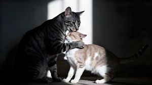 公猫 母猫，猫咪性别看屁股，公母别认错！