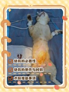 母猫千万不要做绝育手术，母猫绝育利弊大，要不要做主人心要定