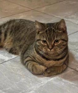 捡到小狸花猫最忌讳三个，捡到流浪猫？先别洗澡，科学救助指南！