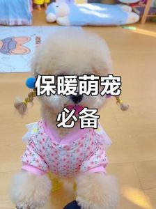狗狗怕冷穿睡衣送主上班