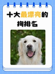 最温顺的狗狗排名榜，选狗狗看性格！金毛拉布拉多超温顺，适合家庭