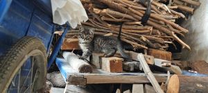 流浪猫妈妈多久会离开小猫，流浪猫妈妈辛苦养娃，帮它别打扰