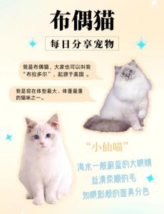 布偶猫几个月能生猫仔，布偶猫一岁再繁育，注意母猫健康