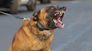 恶犬by难以咽下，林家少爷荒岛重生复仇记