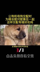 小型狗发情几天配种最好，母犬发情配种全攻略，助你顺利迎接新生命