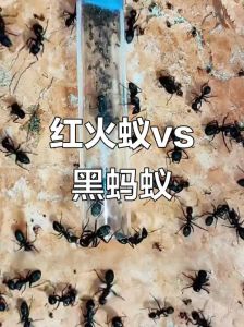 红火蚁大战蟒蛇，团结力量大，小蚂蚁战胜大蟒蛇