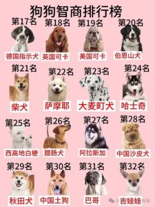 世界十大聪明狗排名，边牧德牧贵宾犬等品种聪明？