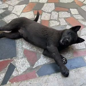 养了三个月的狗养不熟，养狗养猫要耐心爱，信任感慢慢来