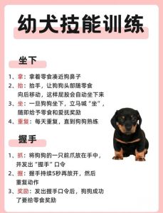 狗狗笼内训练方法，打造安心小窝