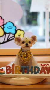 什么特殊的日子狗最喜悦，让狗狗快乐，关爱流浪狗