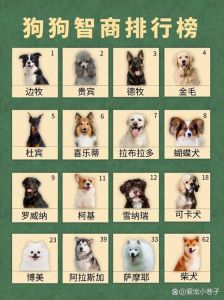 最聪明狗排行前十位，边牧最聪明，德牧金毛也棒！