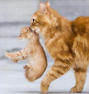 母猫叼着幼崽挪窝，保护天性，并非故意