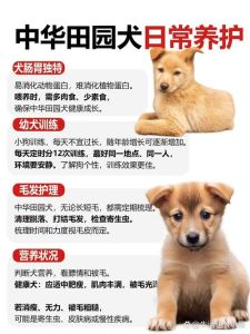 民间为啥说狗不养八年，狗养八年成精？古人迷信生活揭秘