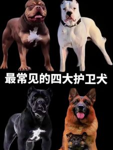家庭护卫犬十大排名，聪明忠诚看家犬推荐，帮你选理想守护者！