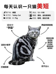 179种纯种猫的特征性，猫咪品种看脸看毛，不同照顾不同