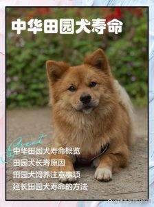 八月份最适合养狗的日子，8月10天好运日推荐