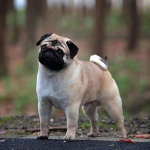 短毛小型犬，城市养小型犬，可爱又省心！