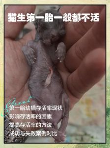 母猫会遗弃幼崽吗，母猫会扔小猫吗？多数不会，别太担心！