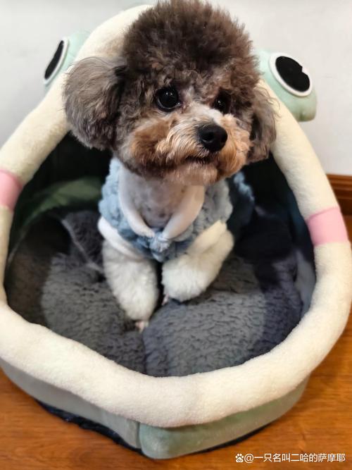 东北最受欢迎小型宠物犬，选对狗狗，东北养狗不怕冷！