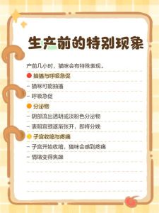 孕猫快生时有什么征兆，猫咪临产信号及主人须知