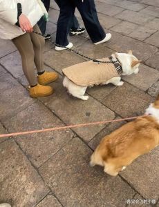 人牵狗图片，狗狗散步瞬间，人与宠物默契相依