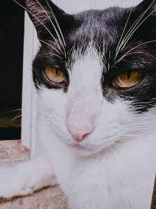 母猫找小猫叫声 播放，母猫叫小猫，充满爱与安心