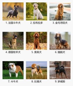 那种狗好养，金毛拉布拉多好养但掉毛，小型犬需细心照顾负责任养宠，享受快乐时光
