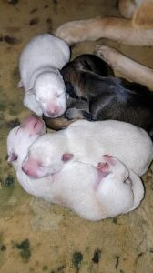 狗狗隔了8个小时又生一只，狗狗生娃间隔长？注意观察别大意！