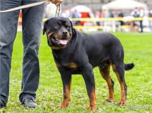 中国最高大的犬，高原守护神，忠诚霸气，无人能敌！