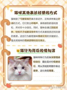 小猫弓起身子蹭人尾巴竖起来，猫咪蹭你竖尾摇想抱抱，爱意满满！