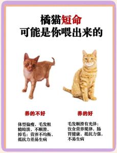 猫送人最忌三个东西，送猫有讲究，别乱送病猫或没爱心的人！