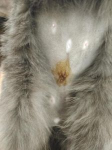 母猫产后十天总哼唧哼唧叫，母猫产后哼唧怎么办？