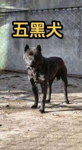 五黑犬镇宅是真的假的，纯黑守护神，聪明护主！