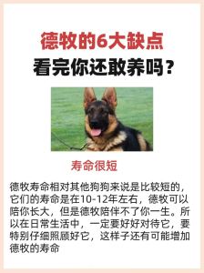 为什么父母不养狗，毛发伤家具过敏，父母怎会同意？