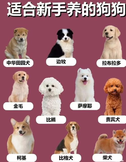 十种最适合家养的小型犬图，选对小型犬，聪明温顺超萌！