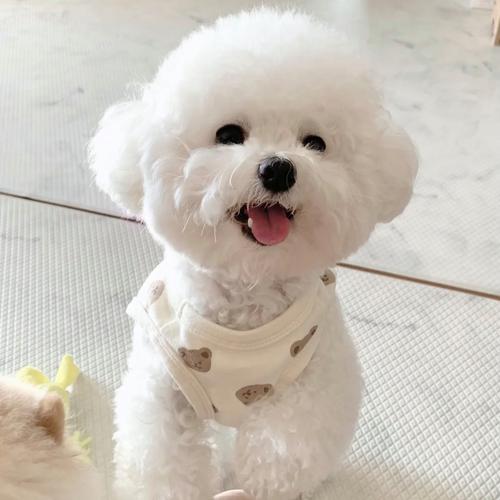 十种最适合家养的小型犬图，选对小型犬，聪明温顺超萌！